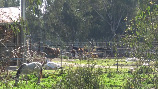 Horses at Peter Loffel's secret horse yards.