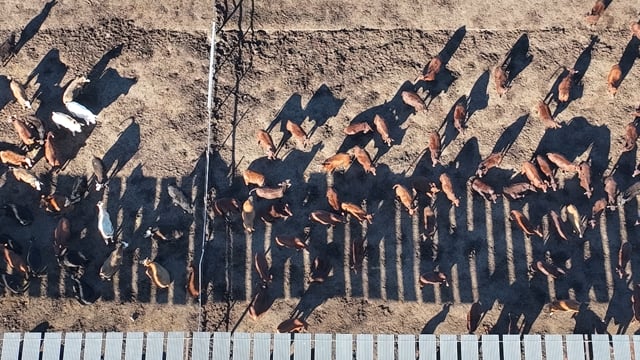 Myola Feedlot - North Star NSW