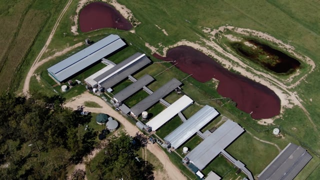 Leyton Park Piggery
