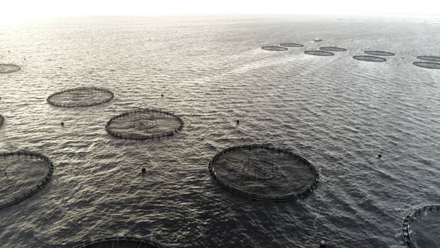 Drone flyover of offshore salmon farm