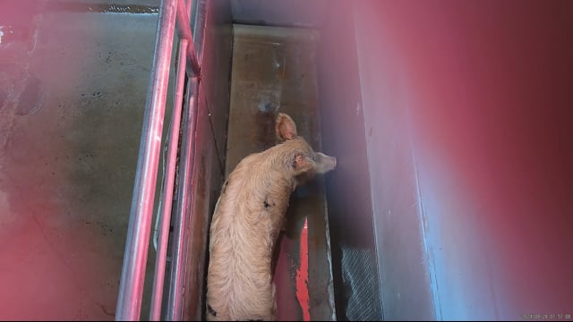 Hidden camera: knockbox