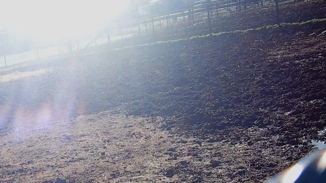 Day 1 - 3 x unidentified horses killed
