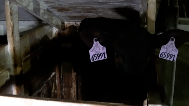 Teresita Bull dirty calf