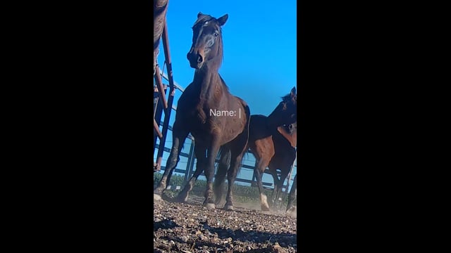 Peter Loffel's Illegal Racehorse Knackery (IG)