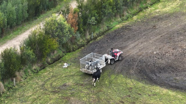 Calf separation on Tasmanian dairy farms (short - with music)