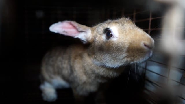 Caged rabbits at Kellyville Farm Fresh