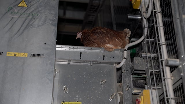 Handheld footage - farm 1