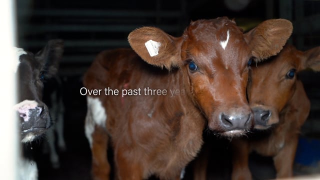 Join Us In 2026 - Animals Are Not Property