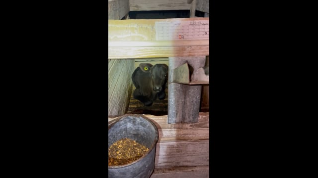 TH blk calf lying 1077