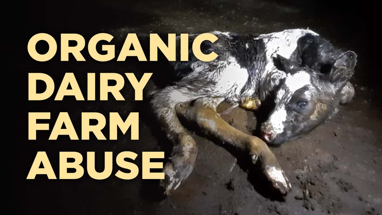 Cows Beaten at Organic Dairy Farm in BC