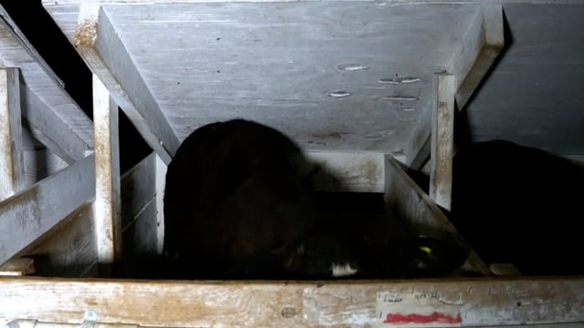 Tuenissen  tries to turn around1118