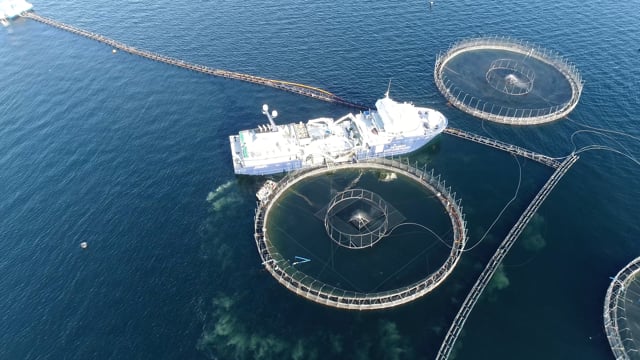 Drone flyover of offshore salmon farm