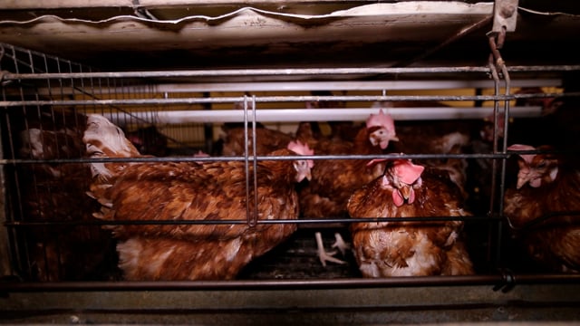 Laying hens in enriched cages