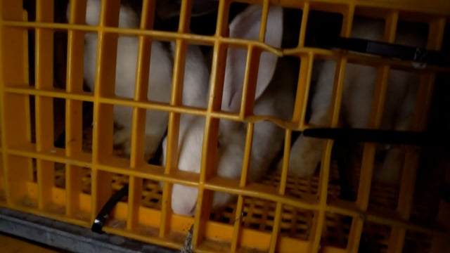 Rabbits in crates awaiting slaughter