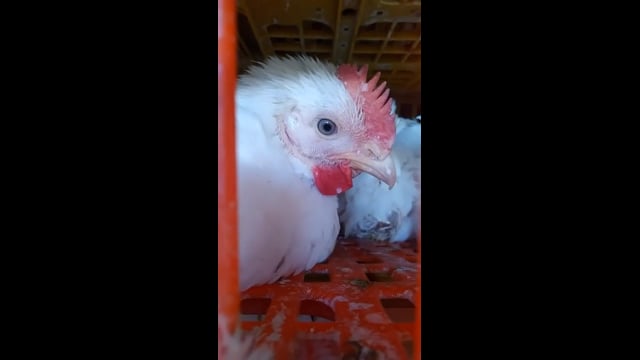 Broiler chickens at transport truck