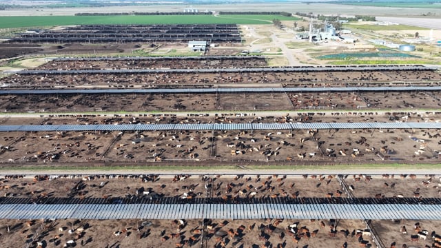 Myola Feedlot - North Star NSW