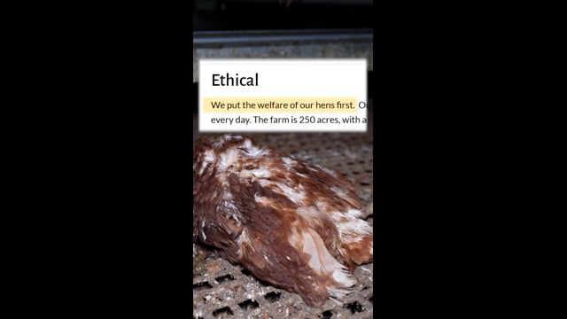 Dead Chickens - Josh's Rainbow Eggs (Vertical)