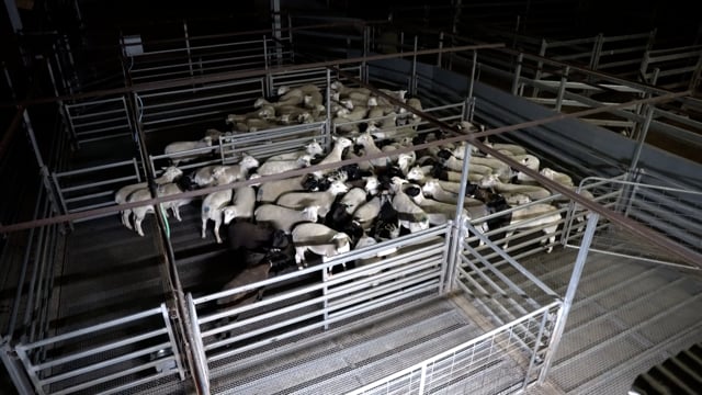 Animals in holding pens