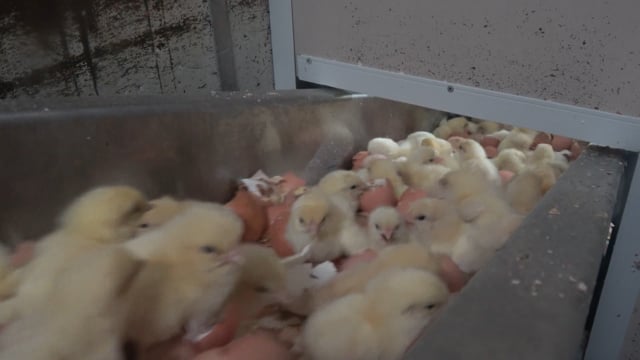 Eggs Exposed Outreach 2025 (1080p)