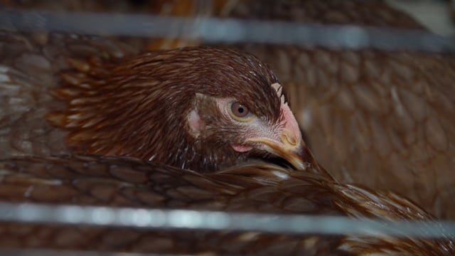 Caged/battery egg farm compilation