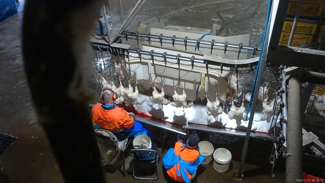 Cruelty concerns (short)
