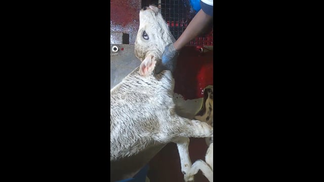 Not stunned - Social Media Video (Instagram)