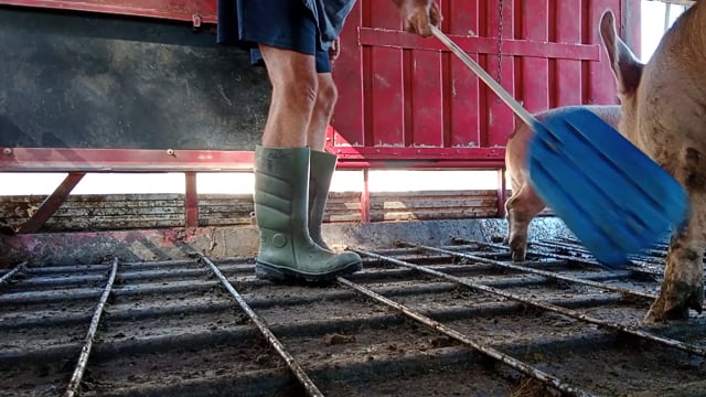 Close-up: Worker hitting pigs with a paddle (on a truck during unloading outside Benalla Slaughterhouse) video_20240320_155956