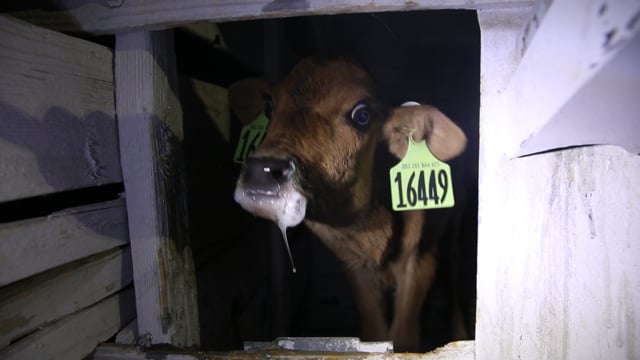 Curtimade Dairy green diarrhea calf wood hutch