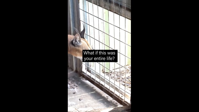Darling Downs Zoo - Caged (Vertical)
