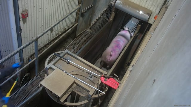 Hidden camera - Cattle/sow race (end)
