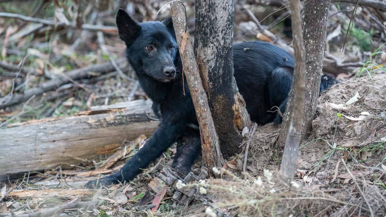 Dingo trapping in Victoria - Media Edit