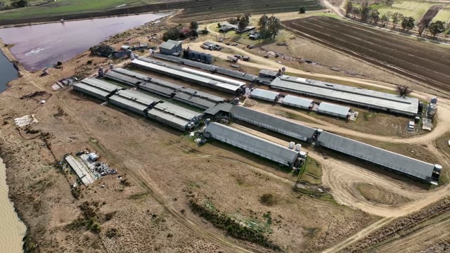 Miandetta Piggery