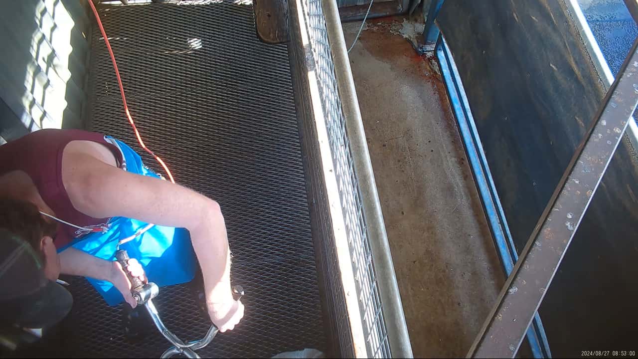 Cruelty complaint - incident examples