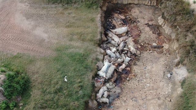 Pile of dead pigs outside Bellgrove Pork farm (QLD)