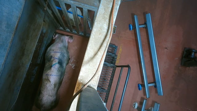 Hidden camera: knockbox closer (cows, camels, pigs)