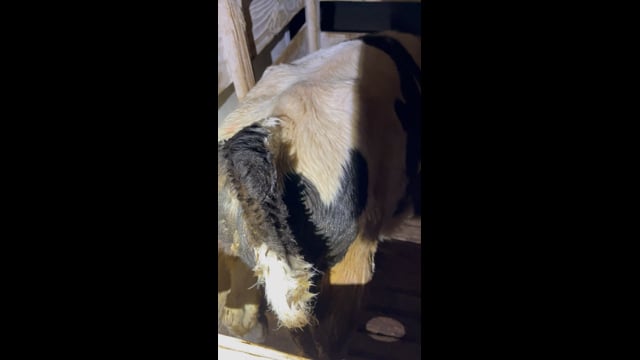 TH v big bw water leak feces 1025