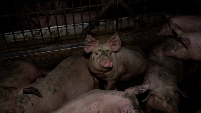 Grower pigs at Brownlow Piggery