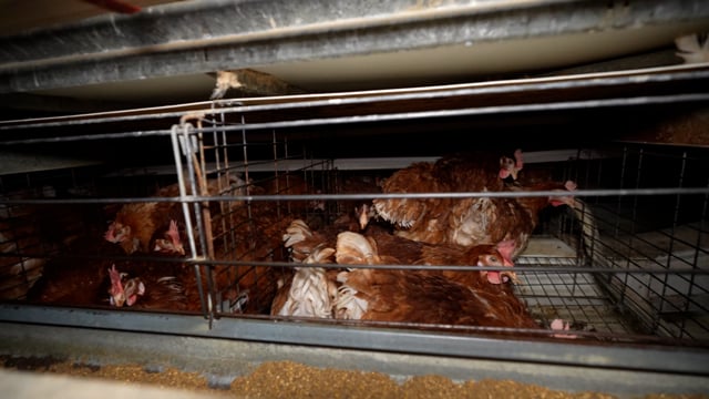 Bridgewater Estate Eggs - Handheld Compilation