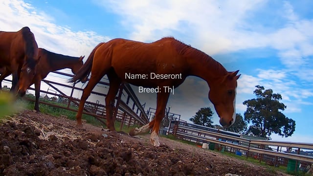 Deseronto - Thoroughbred gelding