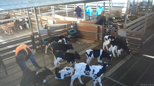 Dairy calves in the holding pens