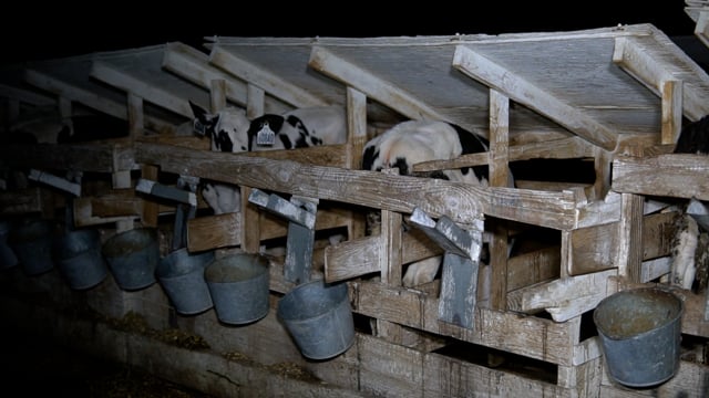 Grimmius line of hutches big calves dirty