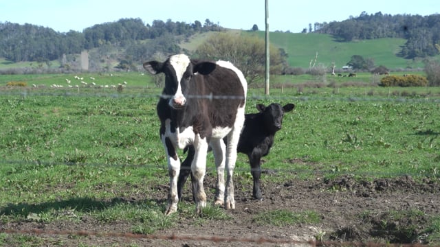 End Dairy Slaughter Campaign Video