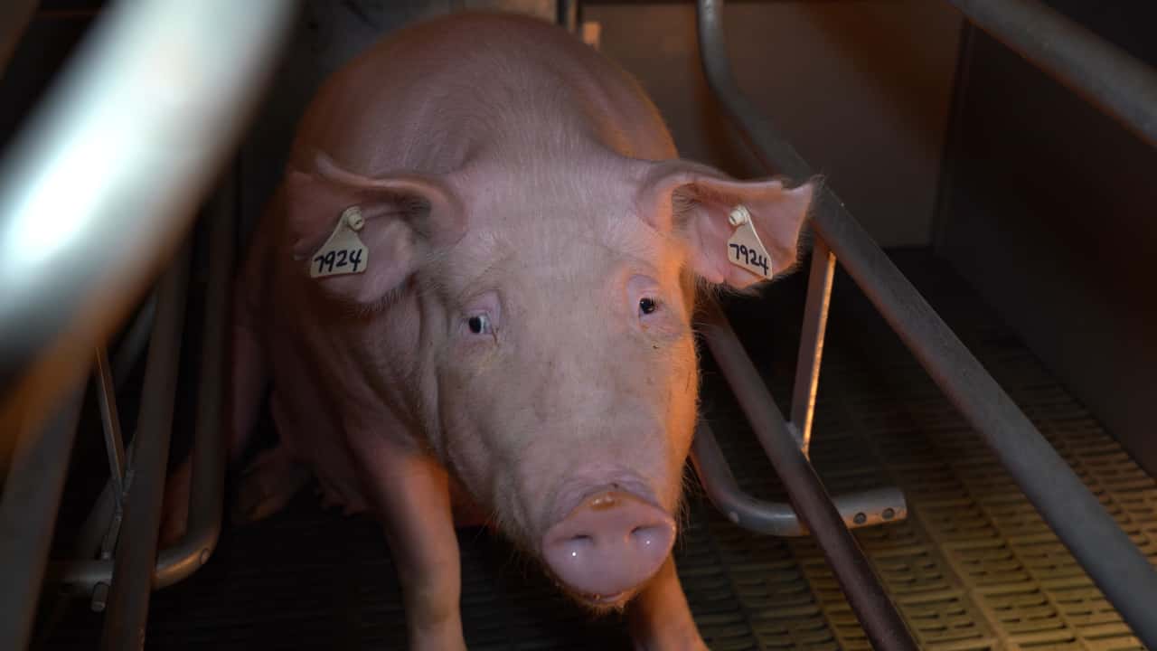 Farrowing crates - Midland Bacon VIC, 2022