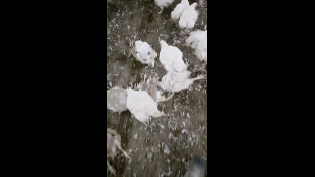 ProTen Broiler Farm - Decomposed Birds In Shed