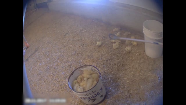 Culls and deaths at Pavilion's chicken farms (undercover)