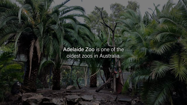 Adelaide Zoo - Campaign Video