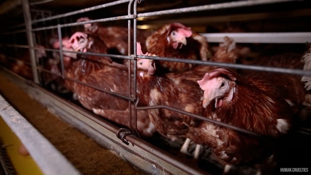 Laying hens in enriched cages