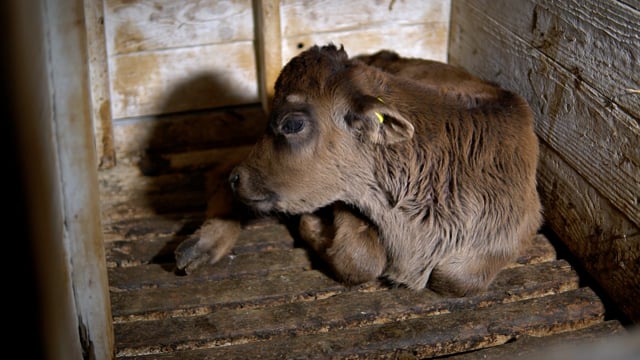 Tule baby calf in hutch wider view