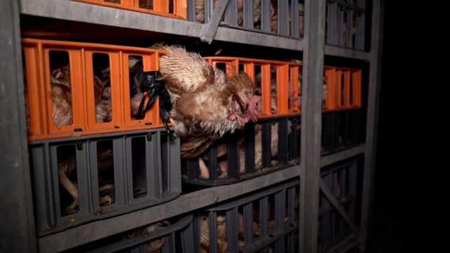 Hens in crates at slaughterhouse