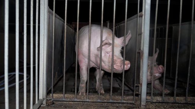 Handheld footage - boar stalls